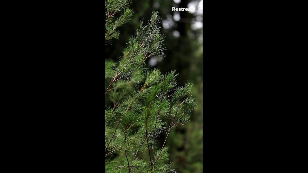 Dizzying Water Droplets on Tree Branch – Mesmerizing Nature Shot