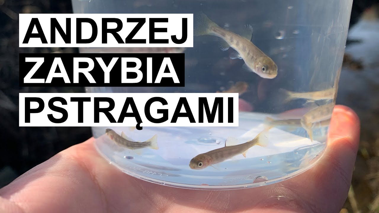 Zarybiamy piękną rzeczkę pstrągami !Dzikie nielegalne zarybienie w górskich wodach - Andrzej w akcji