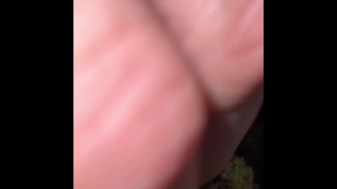 #orange ORANGE 43 strain