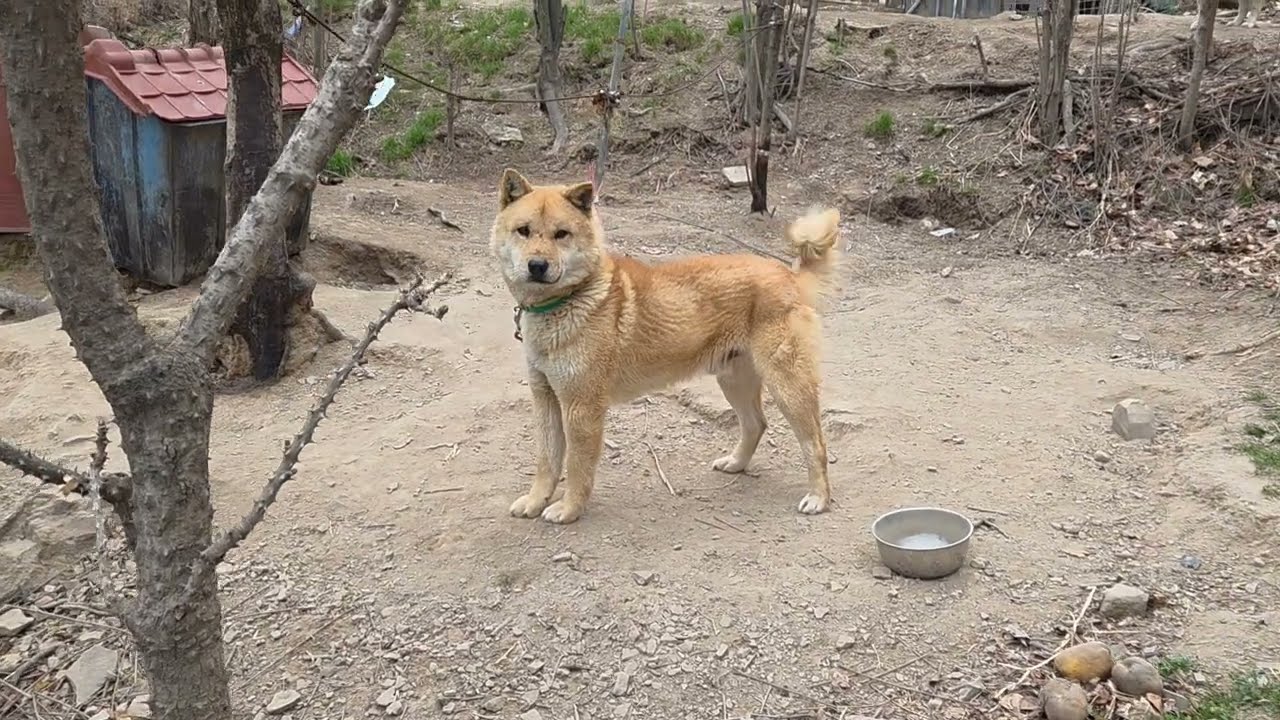 황호 자견들^^Korean Jindo Dog. 