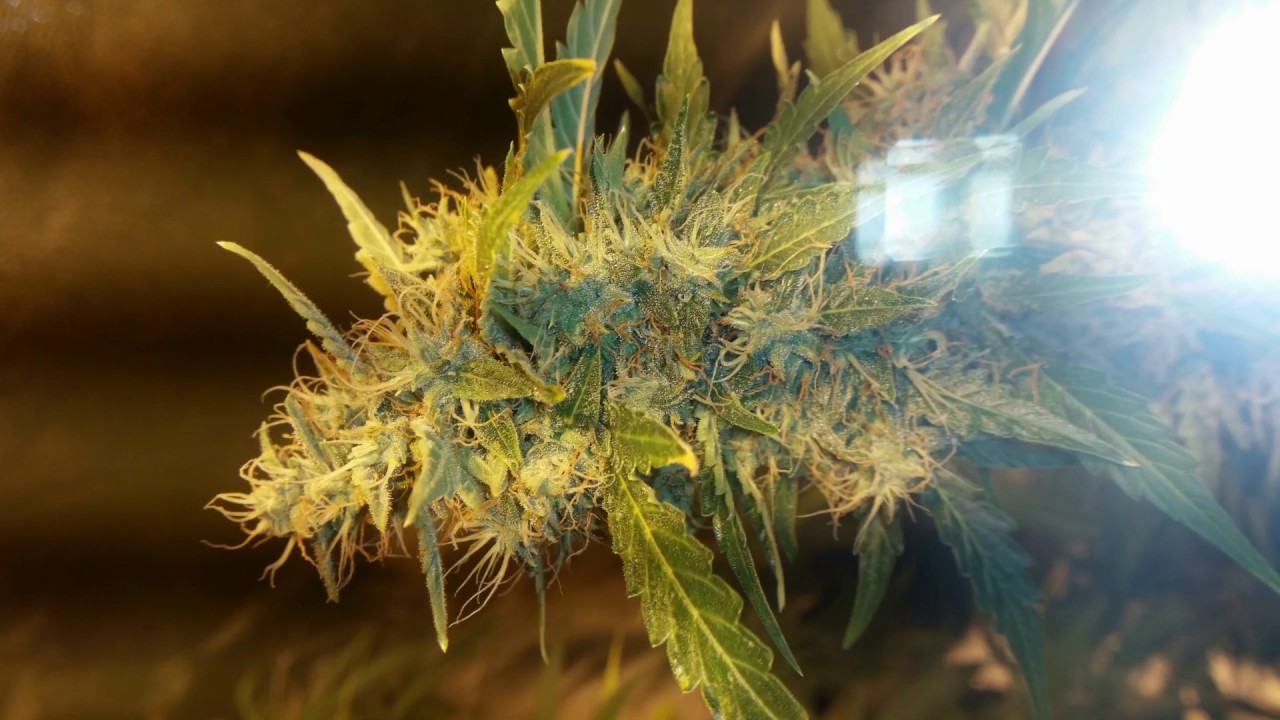GROWING FAT BUDZ  - CRITICAL MASS AUTO - THE  2ND FLUSH  (18+)