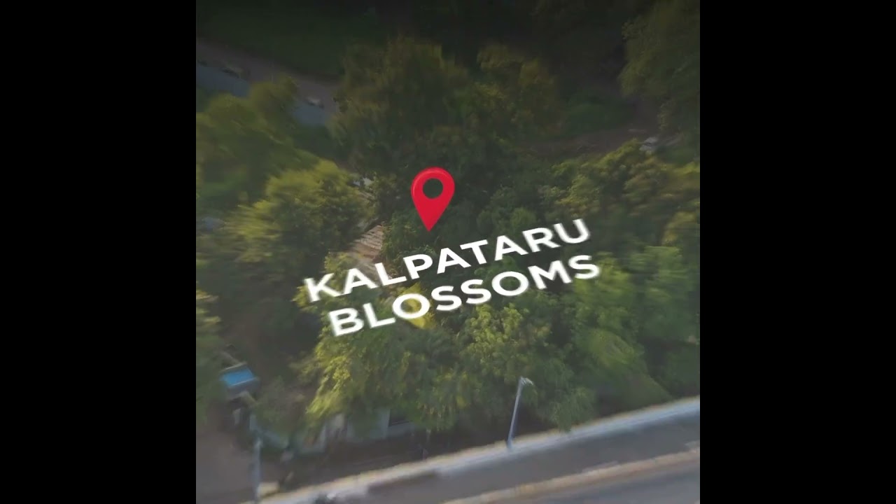 Kalpataru Blossoms | Sinhagad Flyover