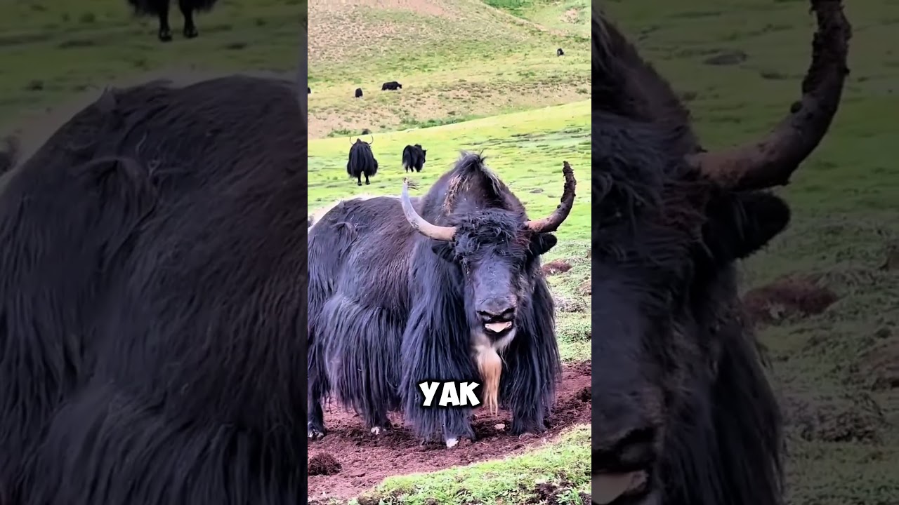 Animals That Survive in Extreme Cold ❄️🐧🦊 | Amazing Animal Facts