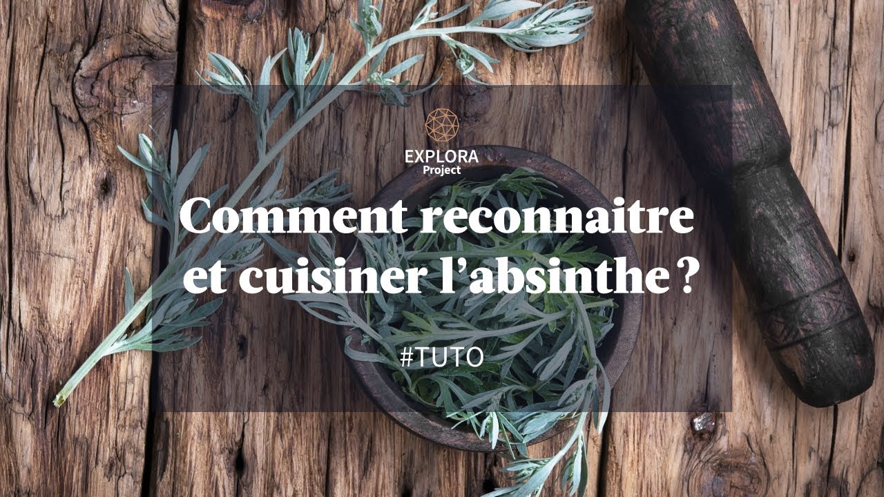 [TUTO] Comment reconnaître et cuisiner l’absinthe ?