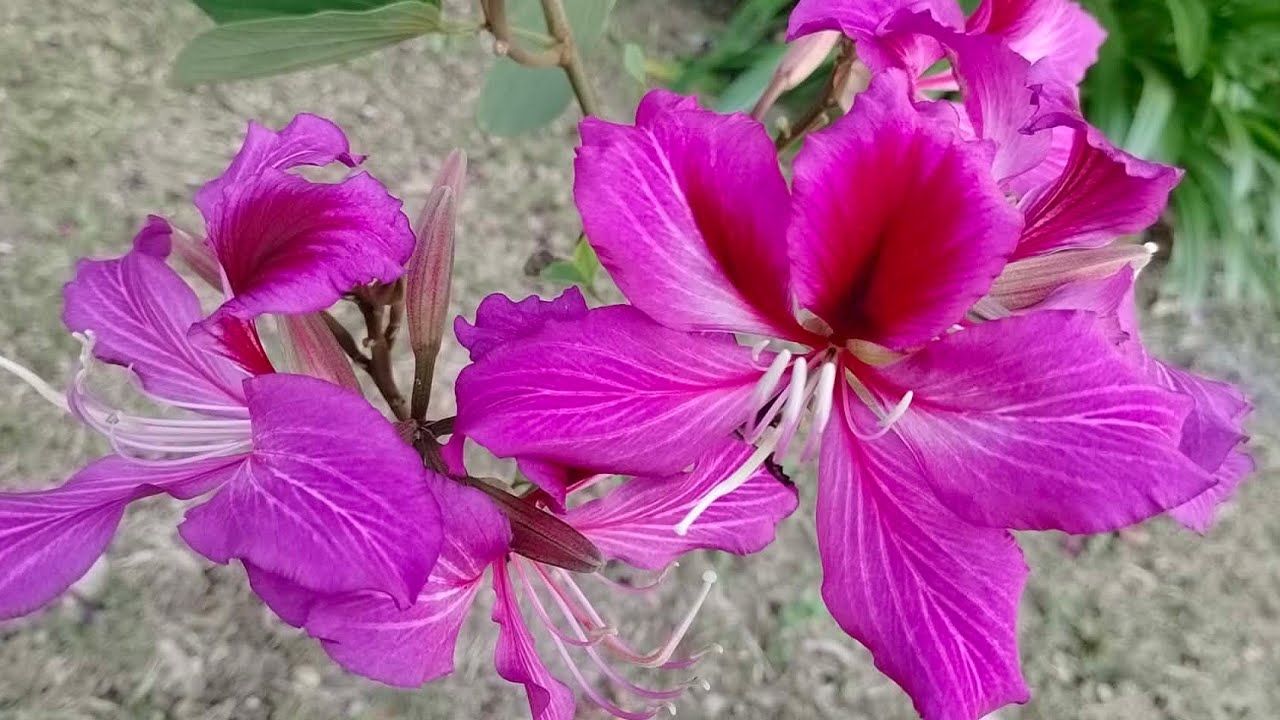  Bauhinia Purple - Orchid Tree | Bente8 