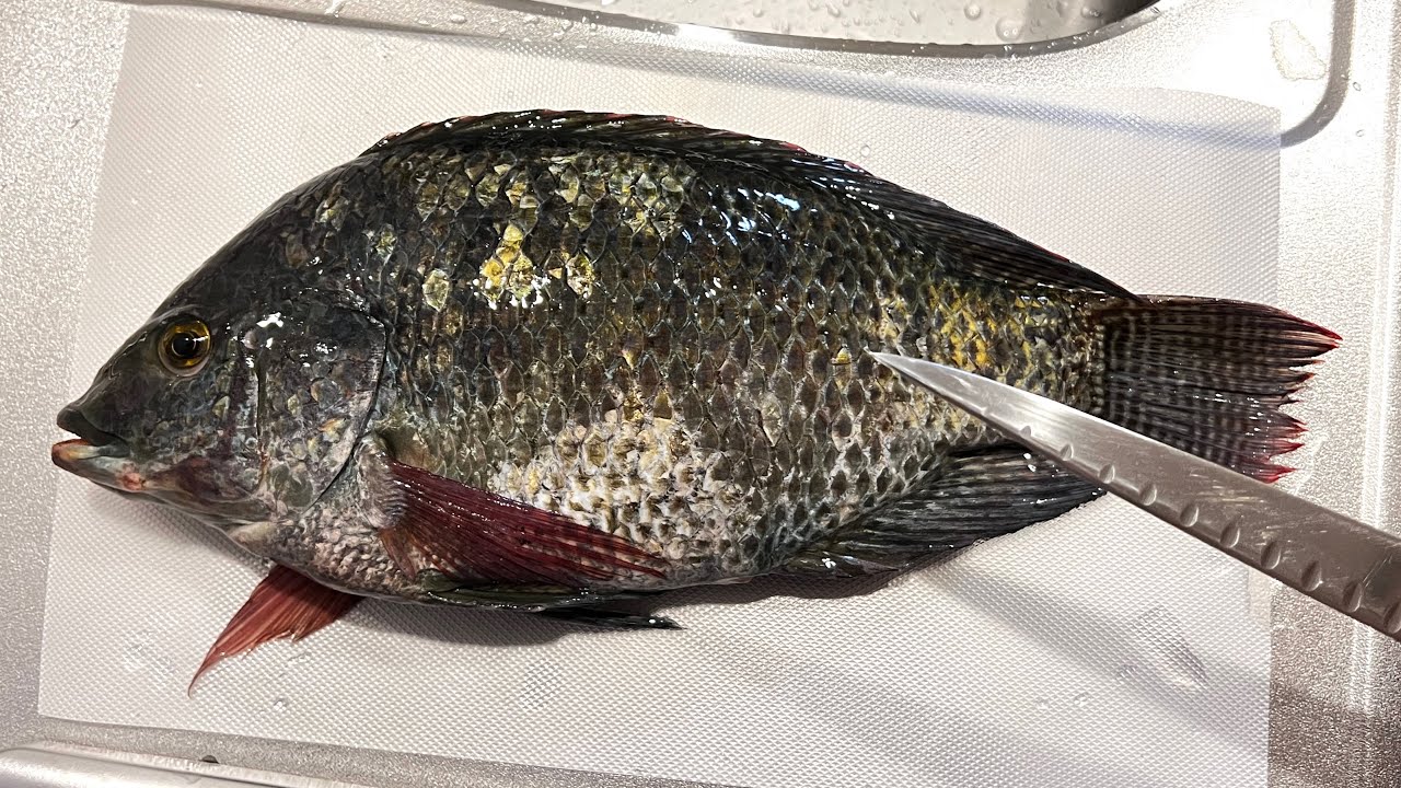 都市河川で捕まえたティラピアをプロの料理人に渡すとこうなる
