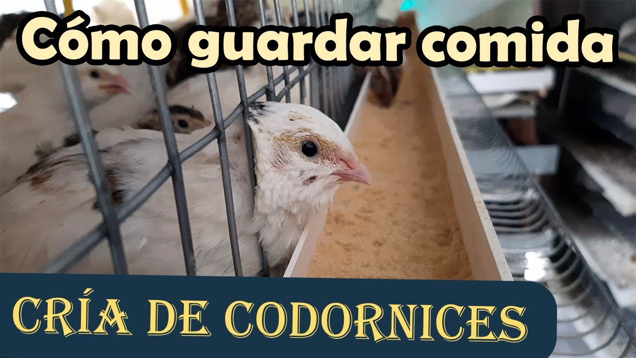 Las codornices tiran la comida de los comederos