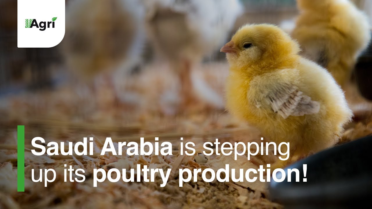 More Saudi Produced Poultry