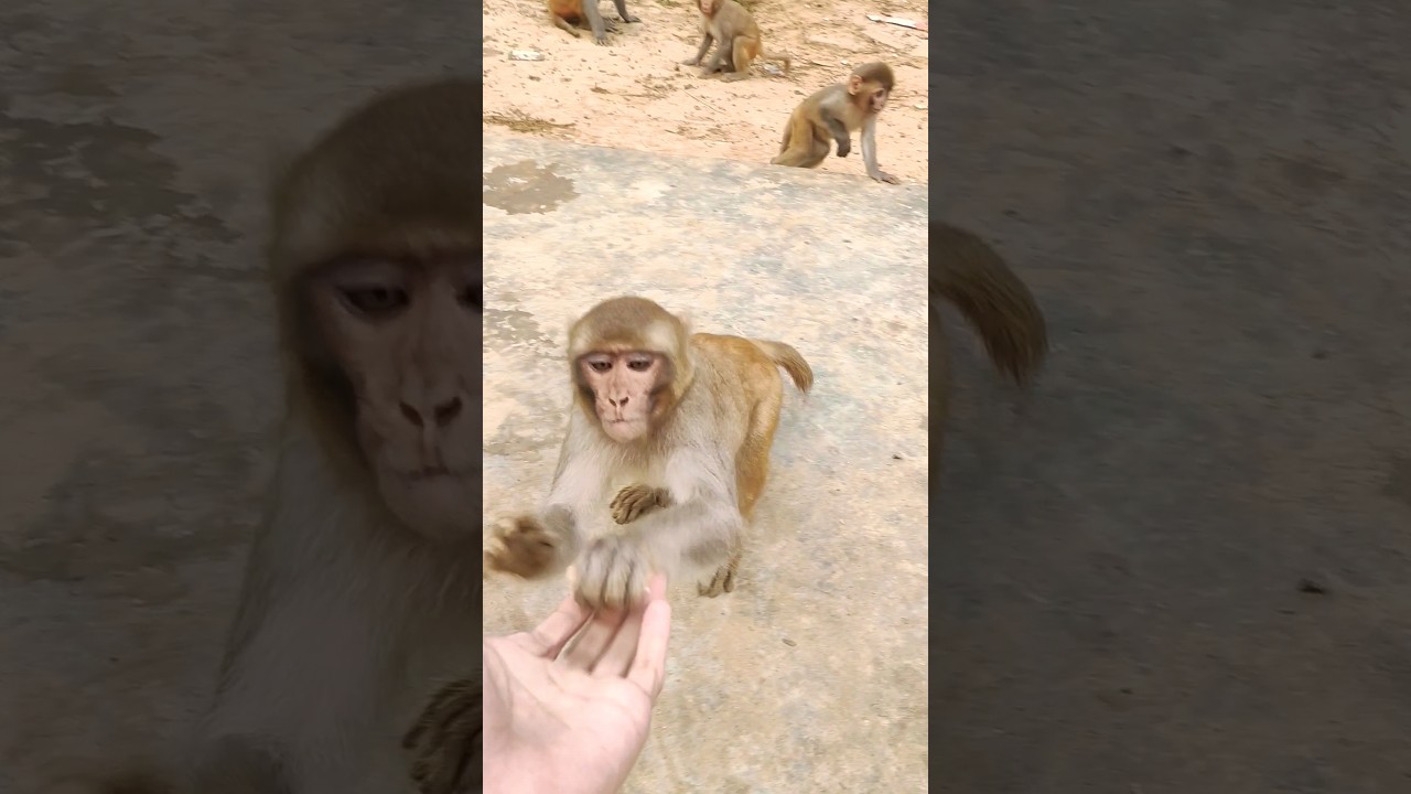 monkey baby | baby monkey | kudo animal kiki| funny animals