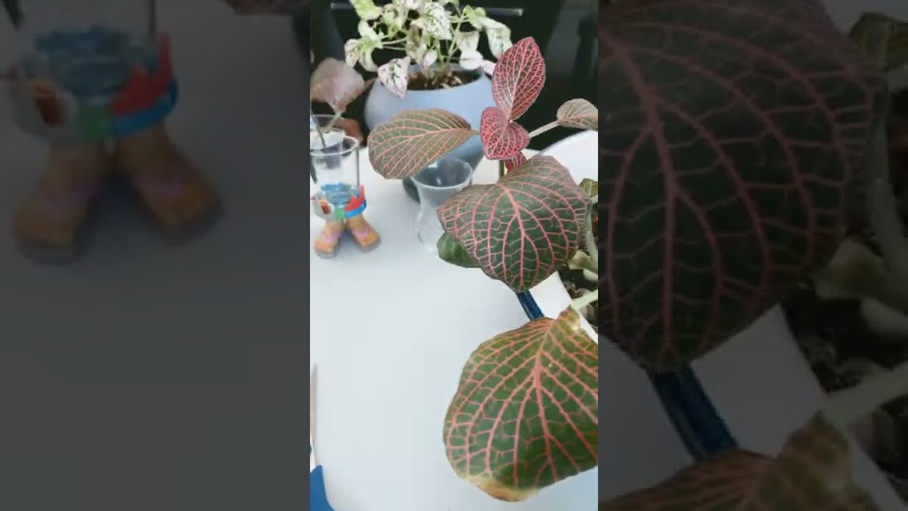 Fittonia or nerve plant propagation #fittonia #plantcare #greenplants #nerveplant #houseplants