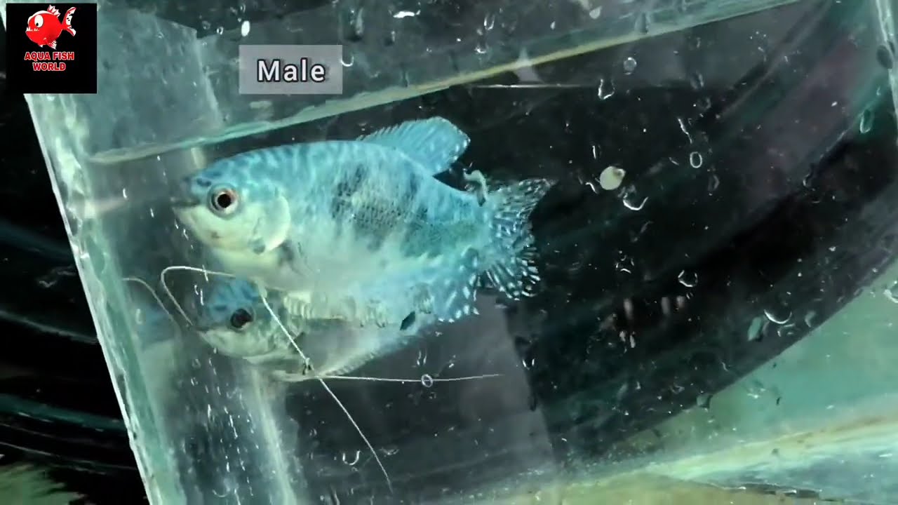 how to breed blue gourami fish|blue gourami babies from 1 day to 2.5 months old