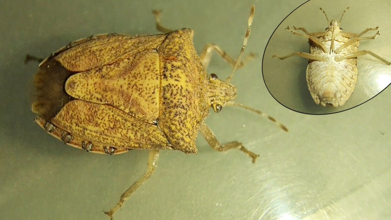 An Adult Teak Forest Shield Bug (Degonetus serratus)