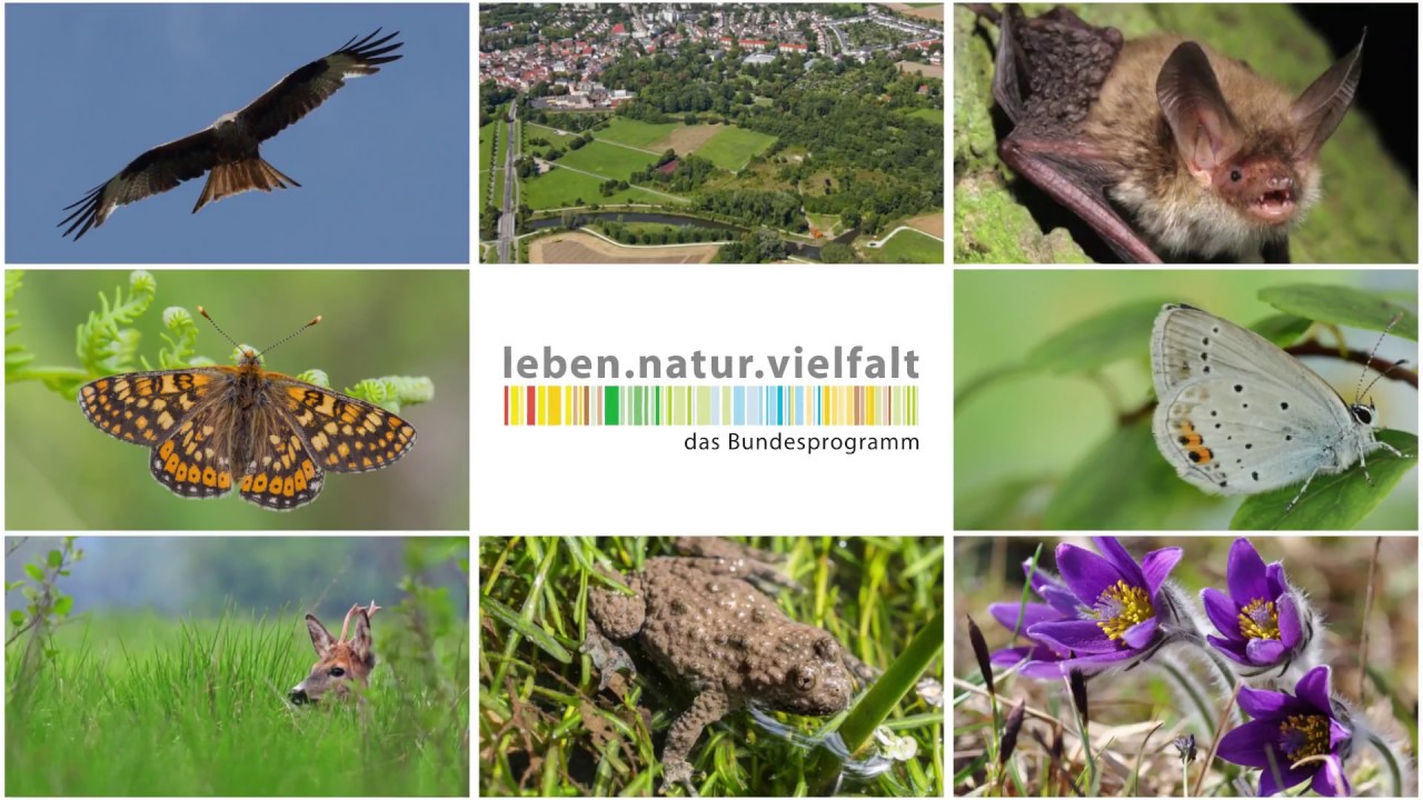 Das Bundesprogramm Biologische Vielfalt