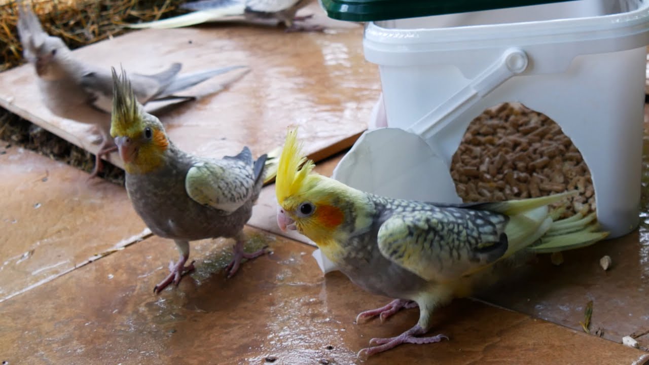 Cockatiels react to new friends