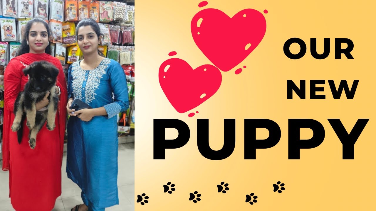 New Puppy Shopping vlog#VR Pets &Kennels # German Shepherd long coat #Cute Puppies#hyderabad