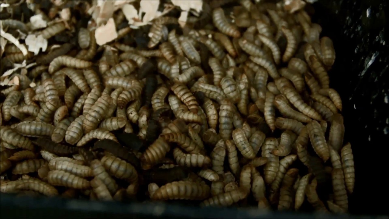 How It's Made - Fluval Bug Bites Fish Food