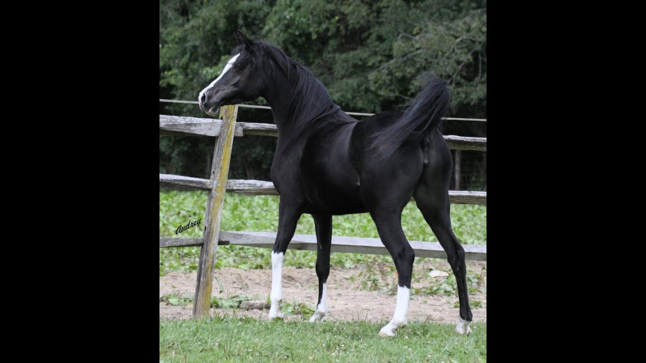 Black Arabian Mare Hu-Lil Zipperan at Hughes Arabians.
