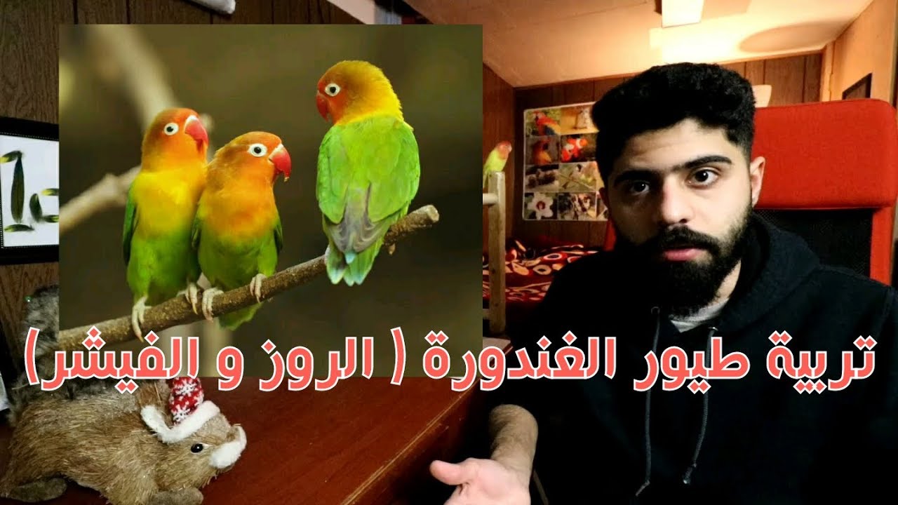 تربية طيور الغندور الروز و الفيشر #منير_ليث