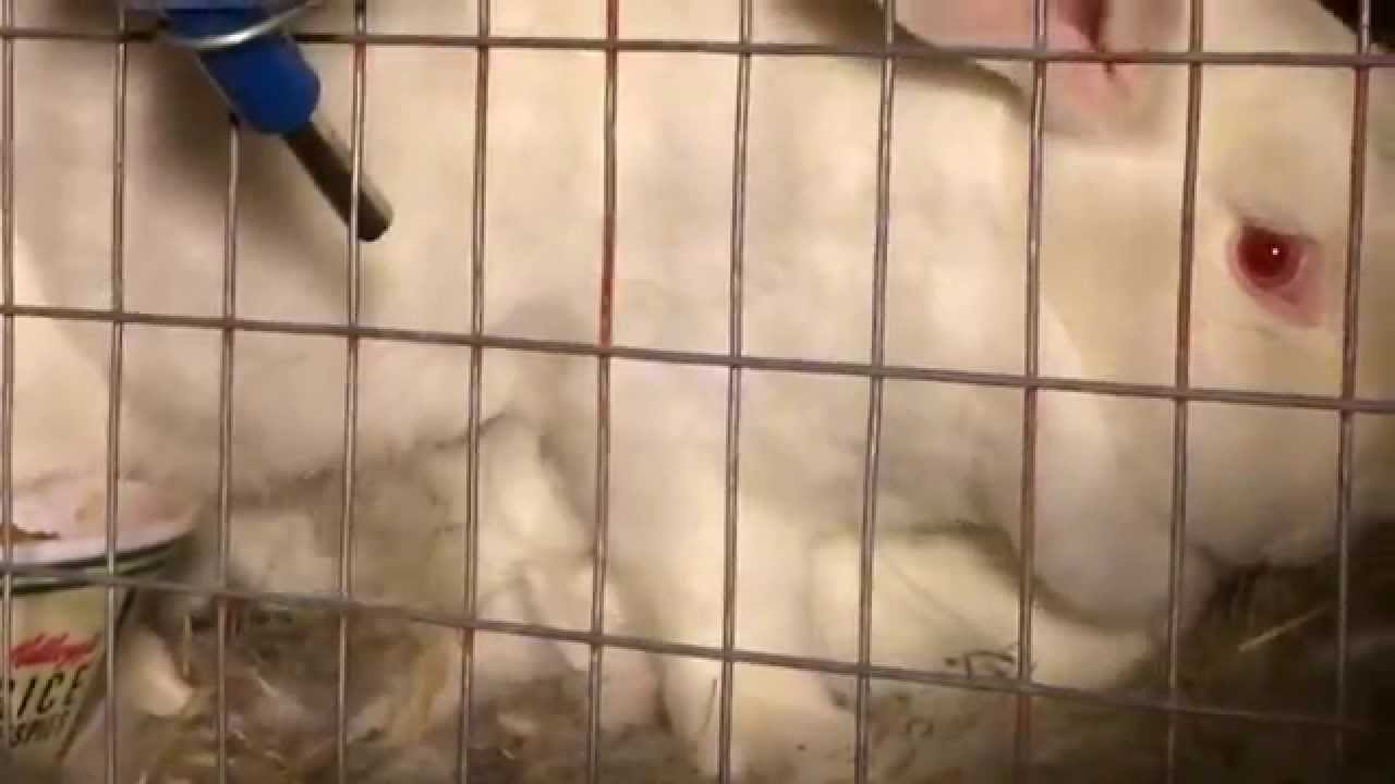 Mother rabbit breast feeding her baby bunnies