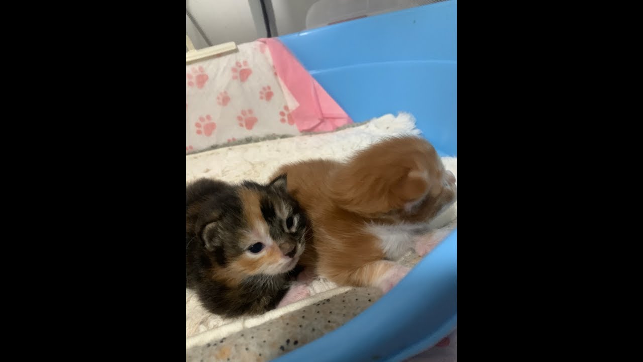 Day 15 with Mama Lulu & Her Kittens: A Daily Life Livestream! 🐈🍼