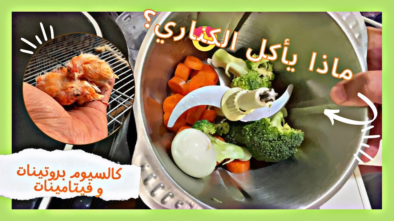 طريقة تحضير وجبة غنية للكناري خطوة بخطوة!
