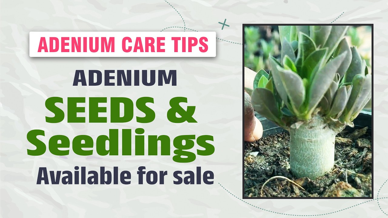 В продаже имеются саженцы и небольшое количество семян арабики.