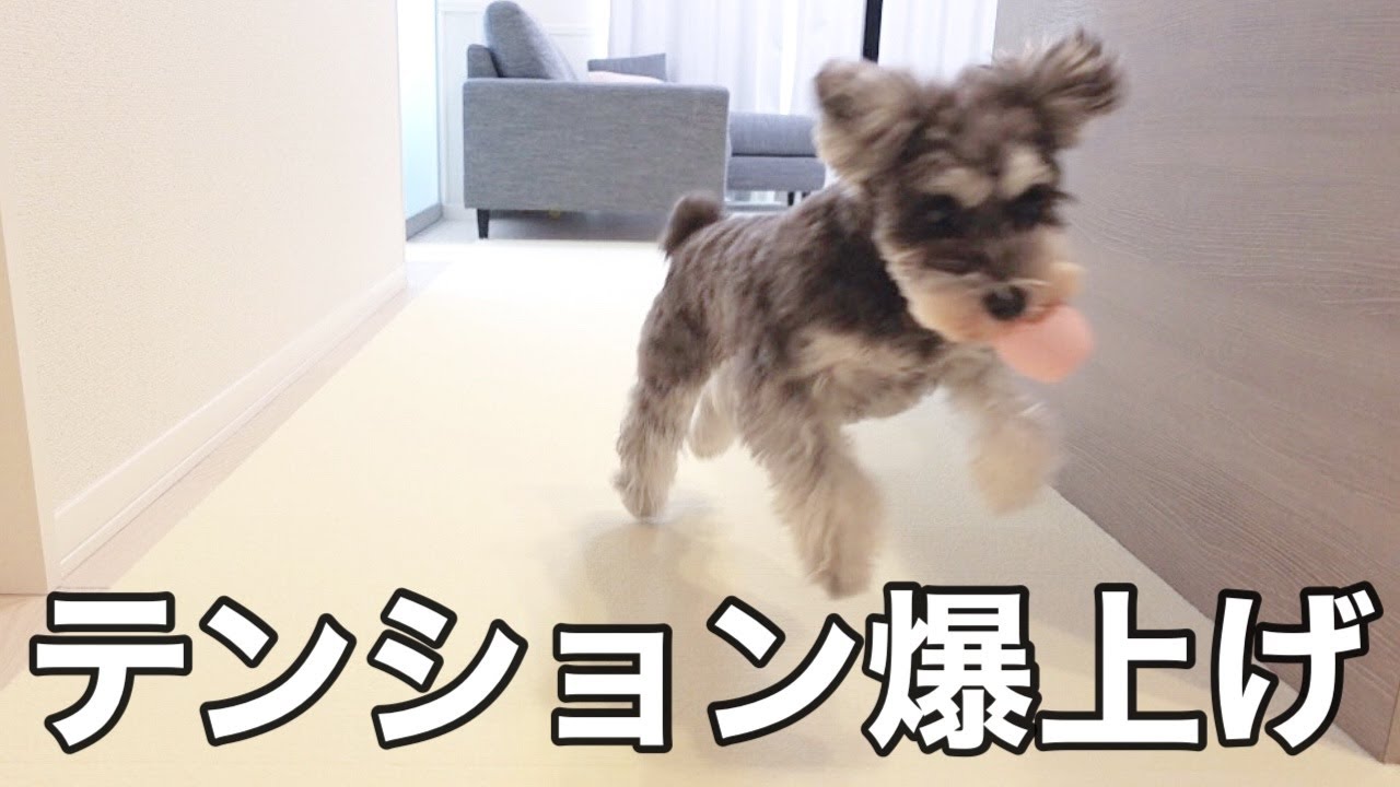 タイルマットを敷いたら過去最大に喜ぶ愛犬が可愛い。【シュナウザー】