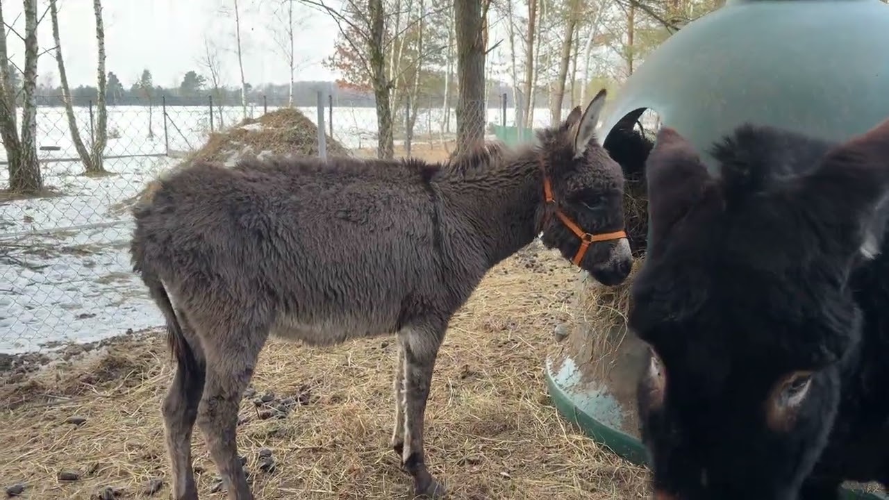 Gapcio jest u nas od soboty. Na razie zamieszkał w kucykowym przedszkolu