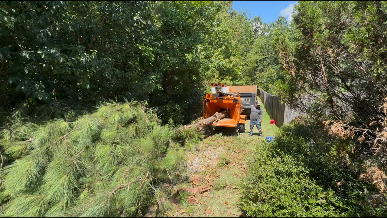 Bandit 12xp wood chipper devours whole trees! Insane power