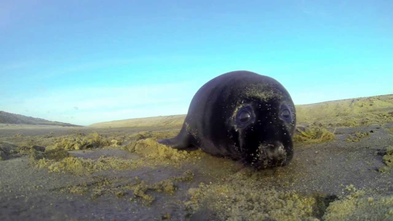 Unusual black seal pup investigating my GoPro.