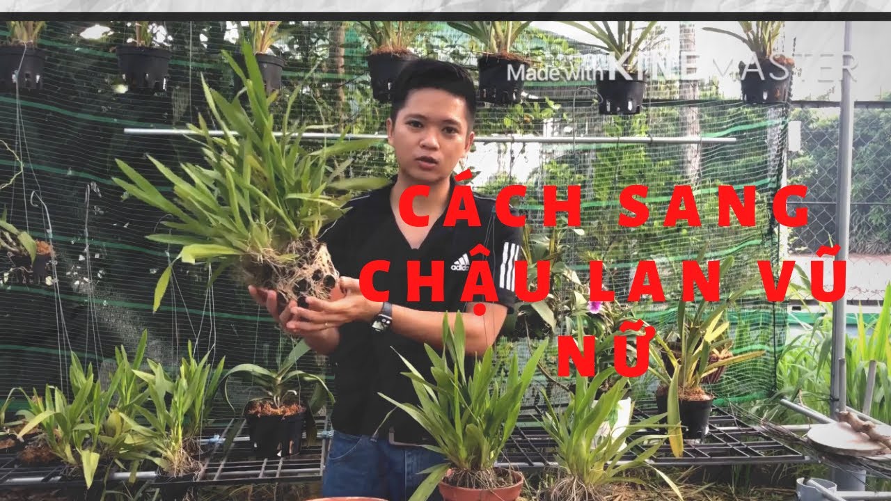T&Aacute;CH CHẬU LAN VŨ NỮ Đ&Uacute;NG C&Aacute;CH