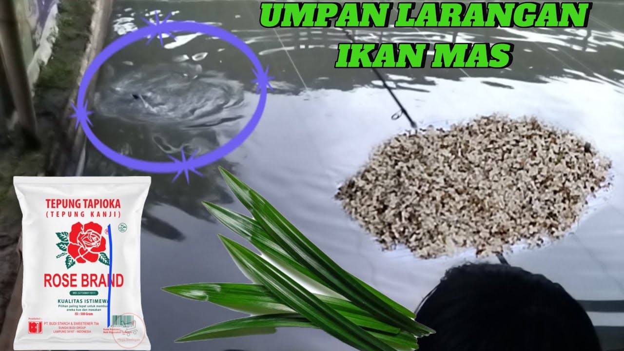 Umpan kroto yang bikin kuras kolam ikan mas induk atau rame #mancing 