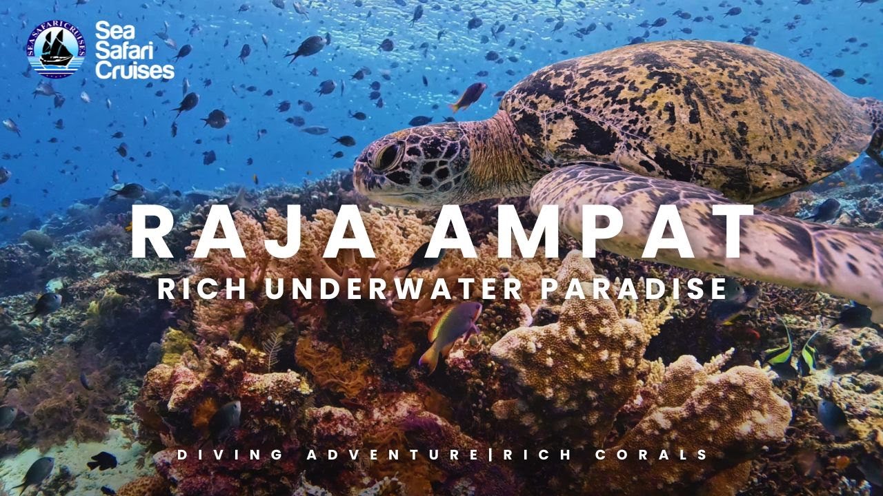 Diving Indonesia | Remote Paradise Raja Ampat
