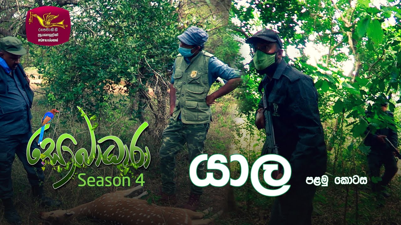 Sobadhara - Sri Lanka Wildlife Documentary | 2020-05-29 | Yala (යාල)