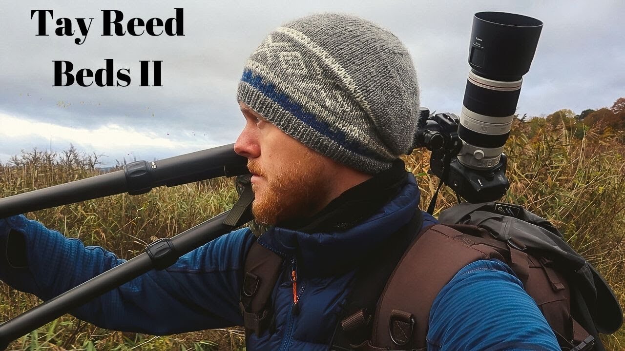 Bird Photography | Finding the Bearded Reedling at the Tay Reed Beds