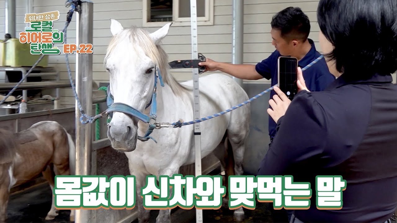 수천만 원 에서 수억 원을 호가하는 말을 키우는, 말에 미친 사나이 [위대한 삼촌 로컬 히어로의 탄생 | 22회]
