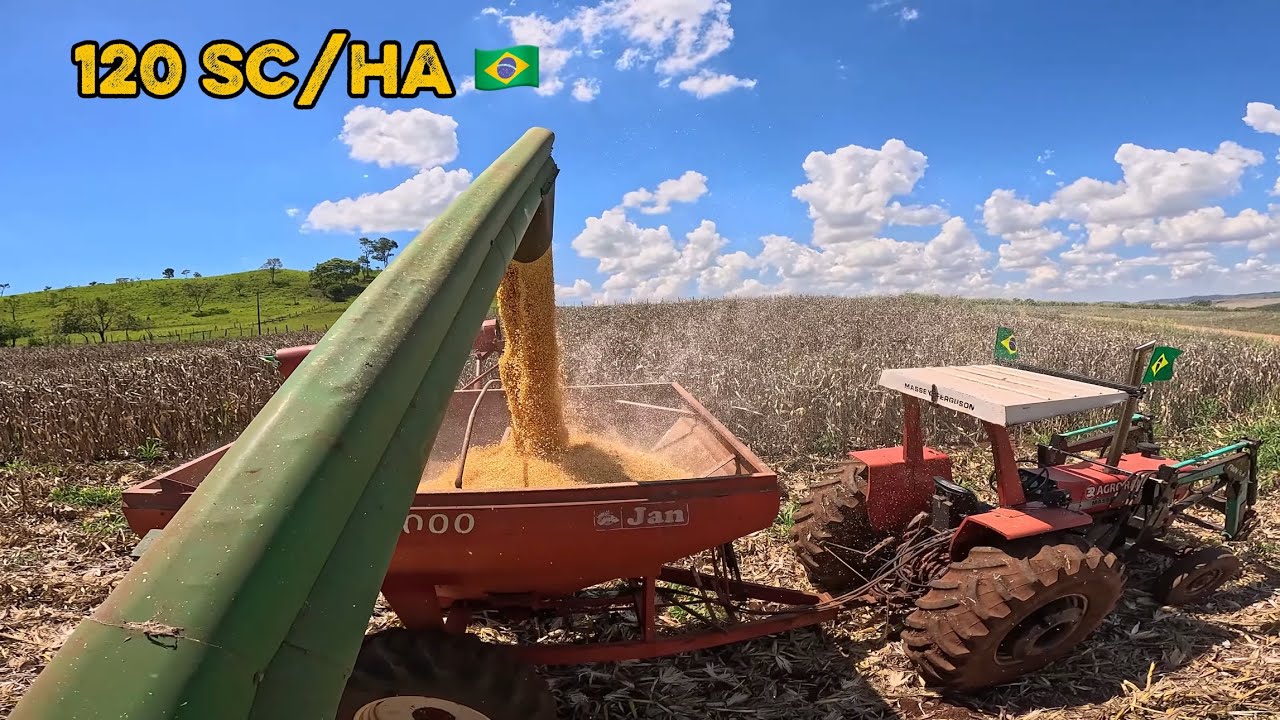 COLHEITA DO MILHO VERÃO 