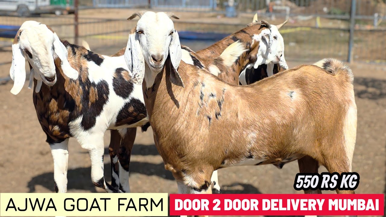 AJWA GOAT FARM 550 RS KG | DOOR TO DOOR DELIVERY FOR MUMBAI | FREE FOR SURAT 