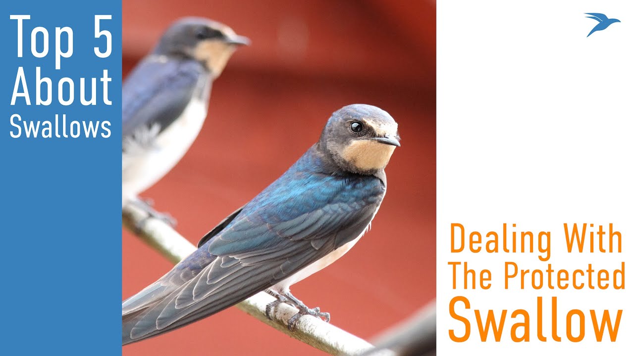 5 Things to Know About Swallows