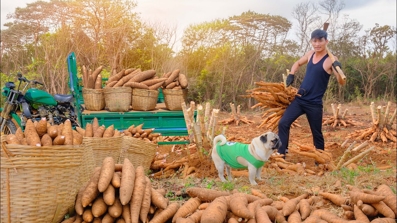 Harvest A Truckload Of Cassava Goes To Market Sell – Cook Cassava Sticky Rice – Plant More Cassava