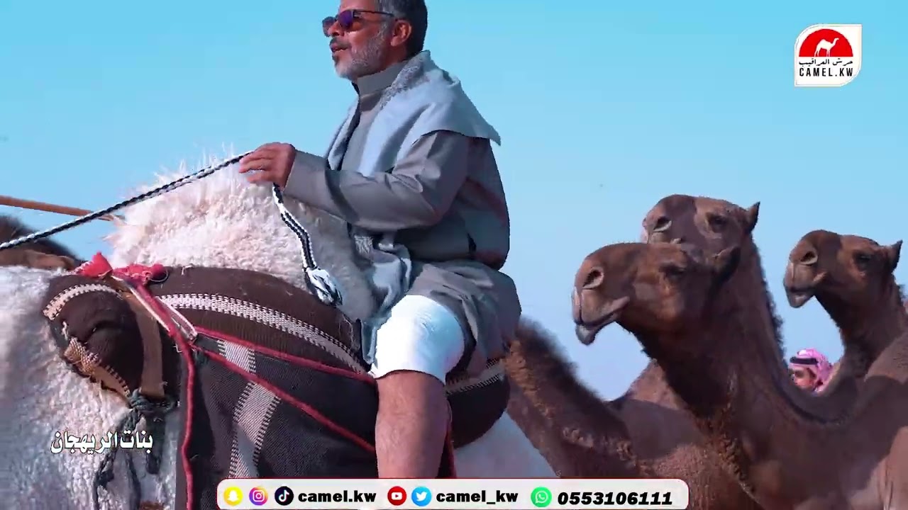 بنات الريهجان 🐪🔥منقية/ مبارك فهيد العاوي #مهرجان_الملك_عبدالعزيز_للإبل8