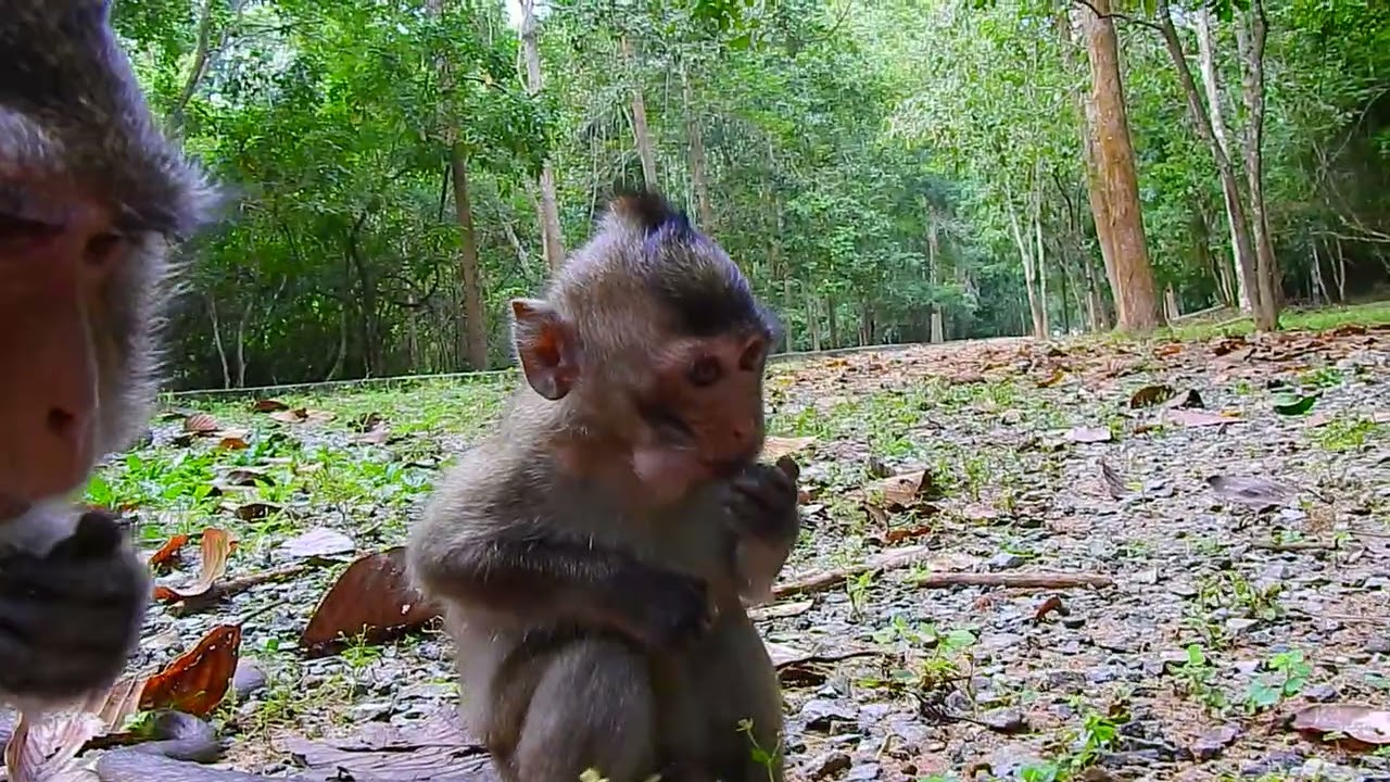 Incredible Story! Beautiful Monkey Anna Eats Food With Beloved Girl AMELIA | @LaBuBuMonkeysTV855