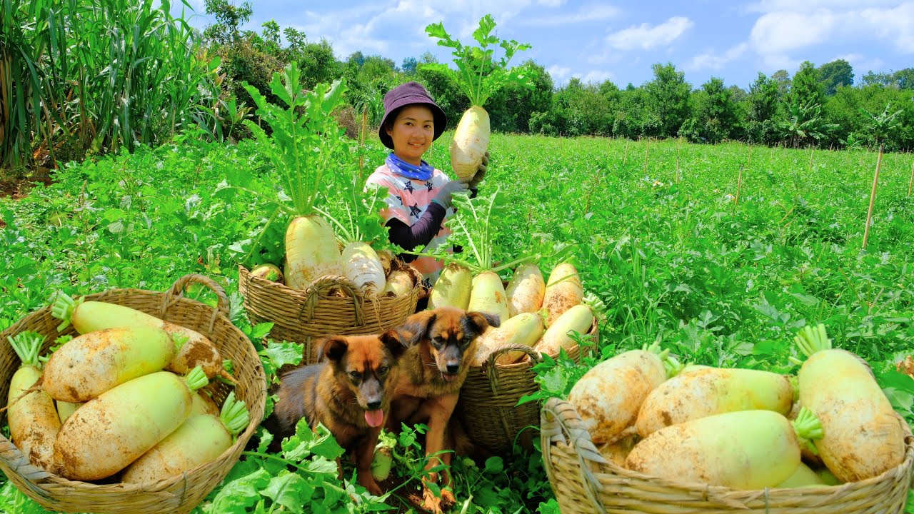 Harvesting Radish Goes To Market Sell - Growing Vegetables Raising Fish & Taking care of pets
