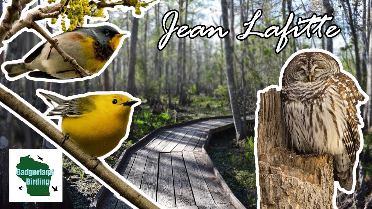 Birding Jean Lafitte National Historical Park and Preserve in New Orleans, Louisiana