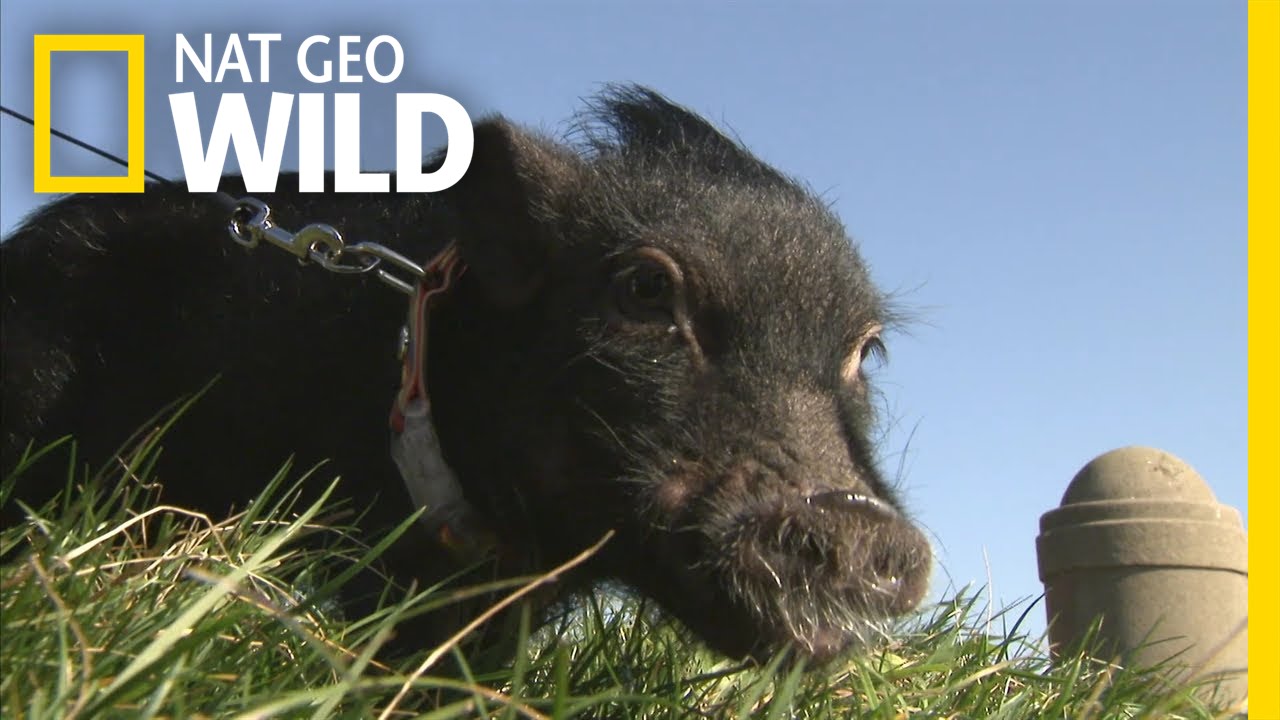Tiniest Pet Pig -- Huckleberry Fin | World's Smallest Pets