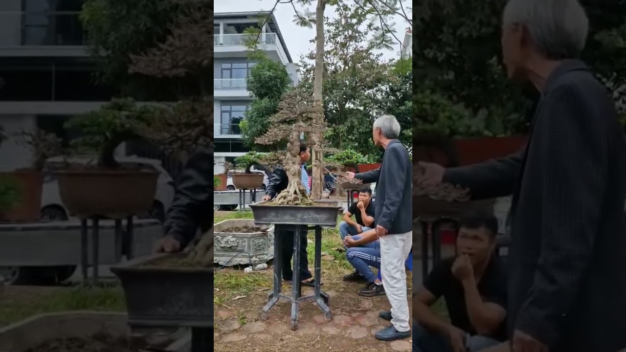 Cứ tưởng n&oacute;i đ&ugrave;a | G&atilde; Đầu Bạc - Vua T&ugrave;ng #gadaubac #vuatung #bonsai