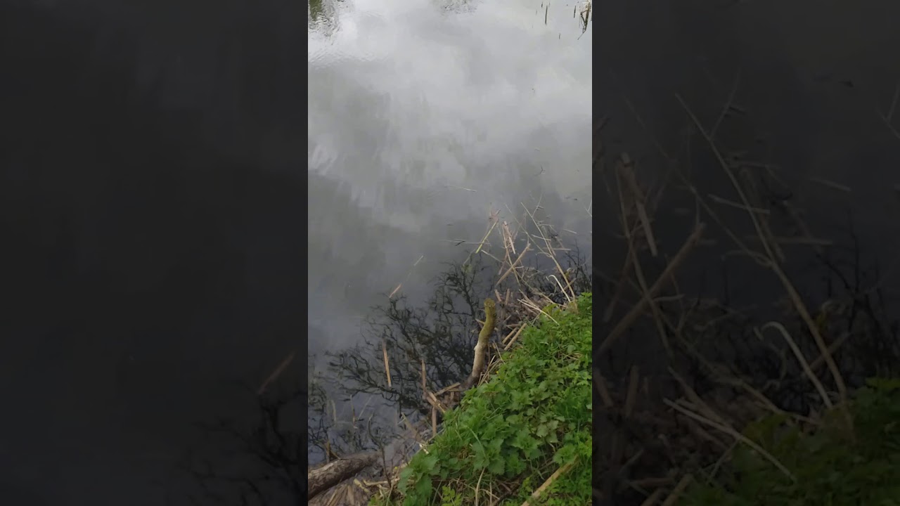 Green farm fishery 2020 update