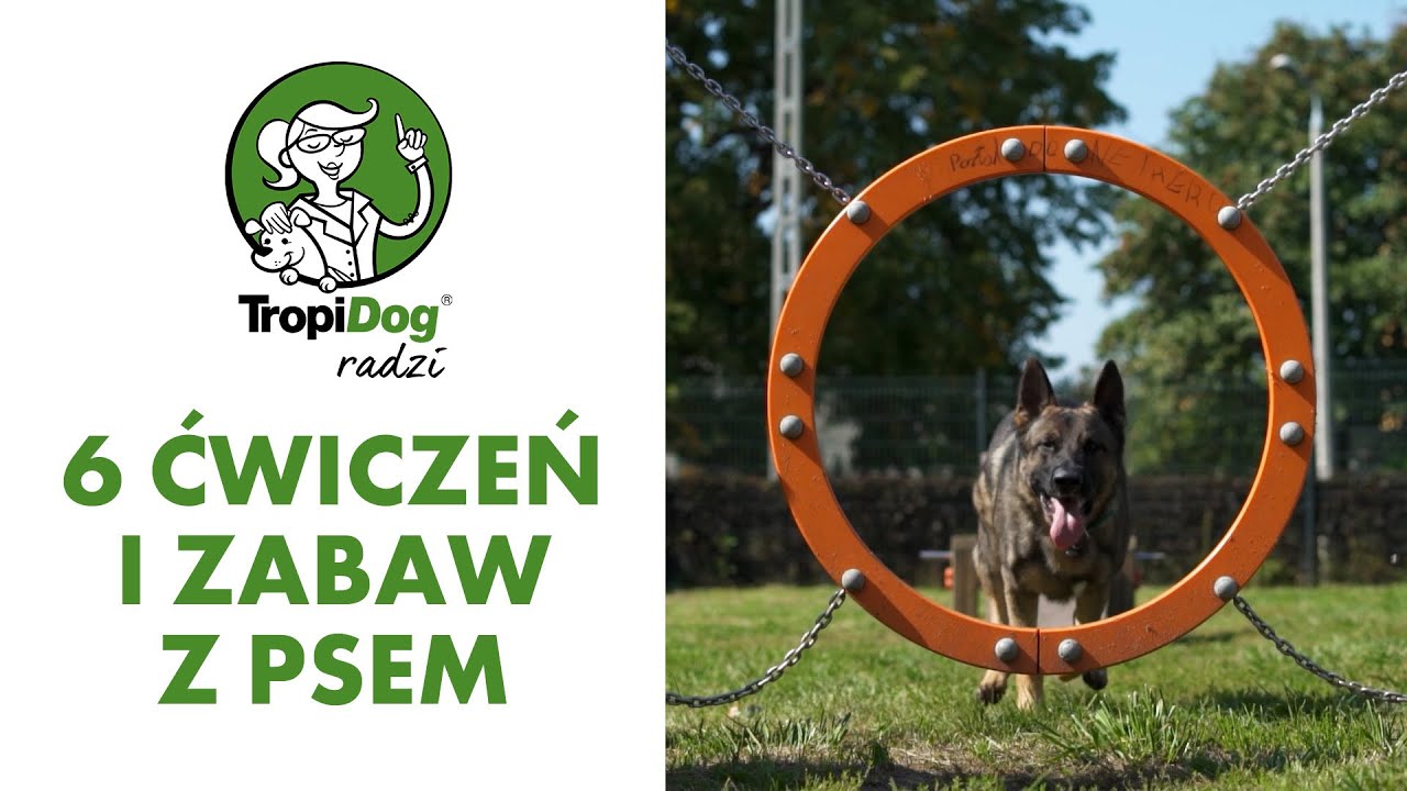 6 ćwiczeń i zabaw na wybiegu dla psów