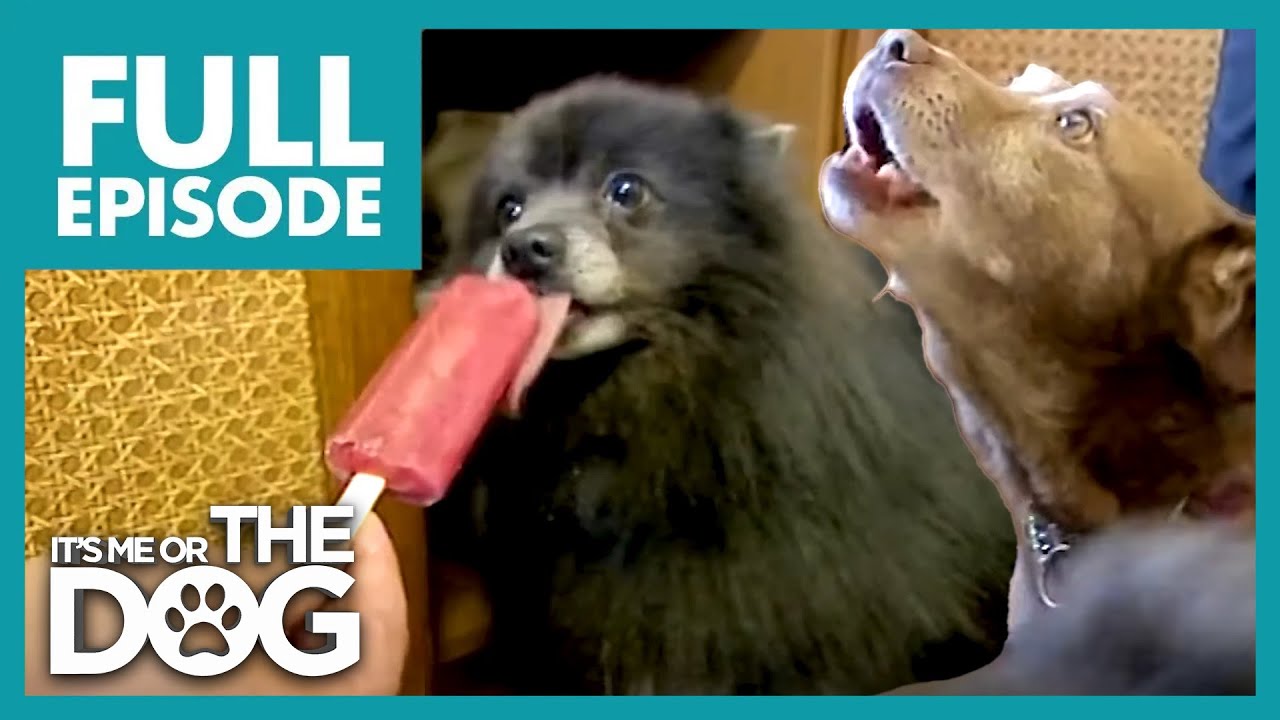 6 Dogs, 1 Family, and a Whole Lot of Chaos! | Full Episode | It's Me or the Dog