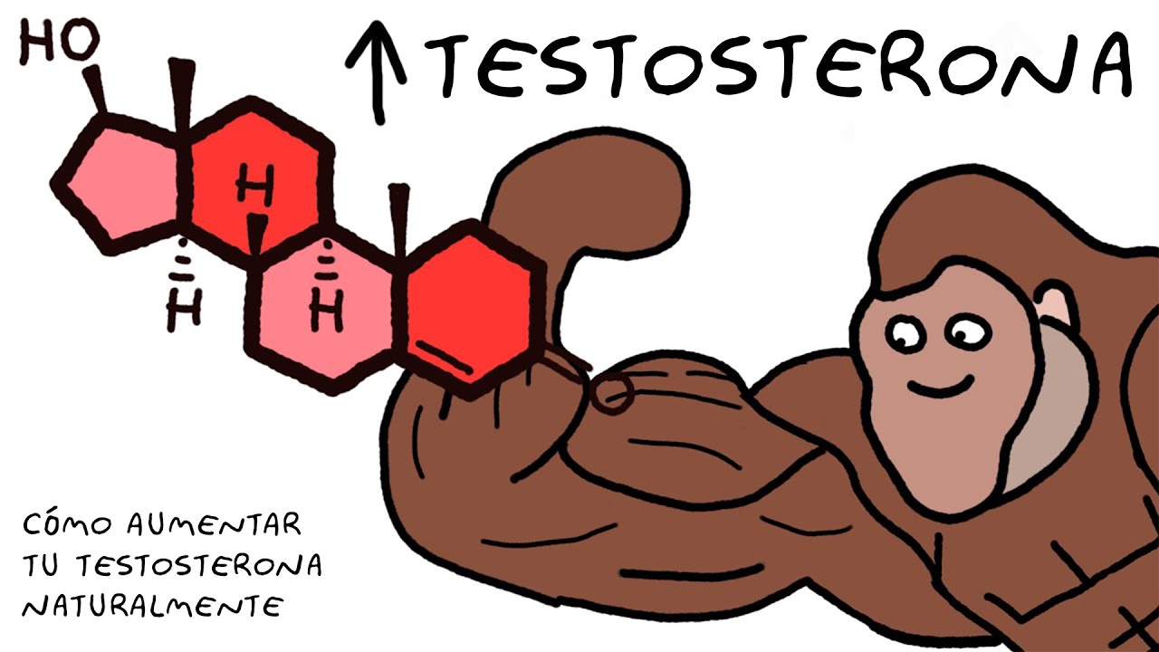 Cómo AUMENTAR TESTOSTERONA NATURALMENTE - Explicado por Simio